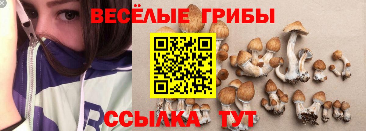 Галлюциногенные грибы Psilocybine cubensis Надым